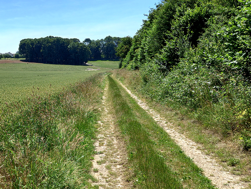 Plantez des haies !